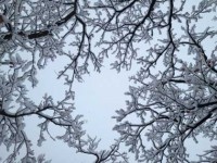 Les arbres de-Claix enneigés