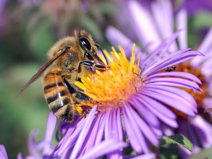 Adoptez des abeilles